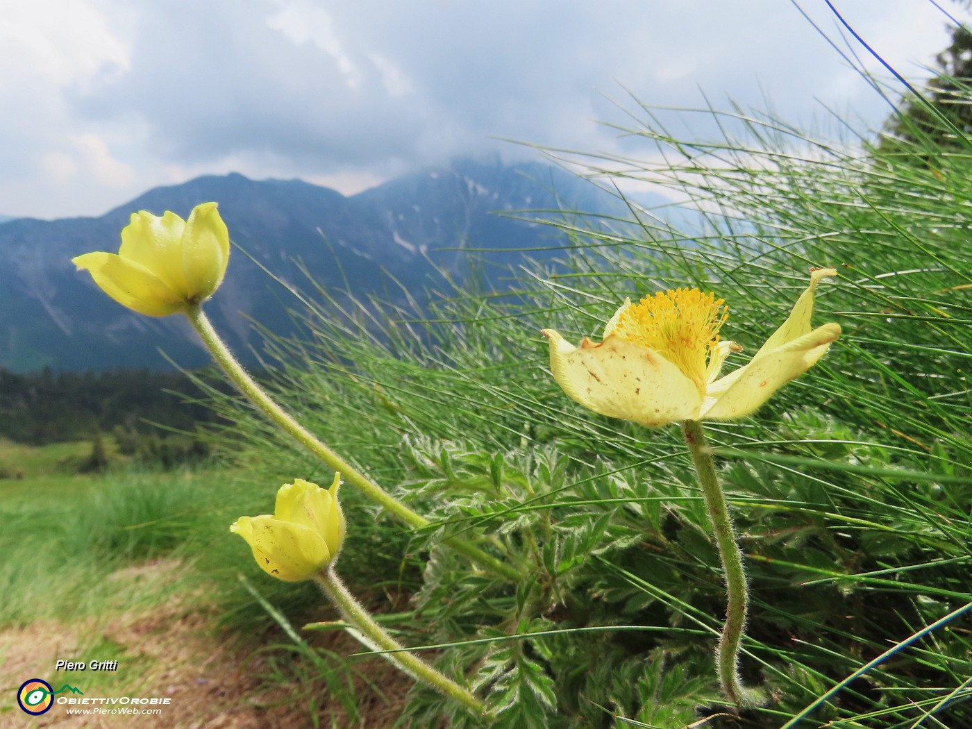 76 Pulsatilla alpina sulphurea con vista verso il Menna.JPG